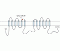 Adenylate Cyclase 3/AC3 (extracellular) Blocking Peptide