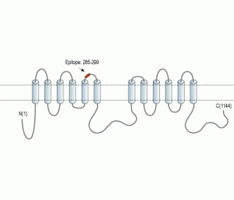 Adenylate Cyclase 3/AC3 (extracellular) Blocking Peptide