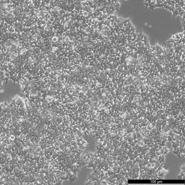 AAV-293 cell