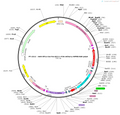AAV-EF1a-Con Fon-Kir2.1-P2A-mCherry-WPRE-hGH polyA