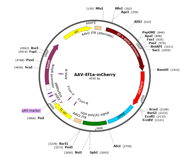 Vector map of AAV-EF1a-mCherry (BI30 serotype, SignaGen SL116336): EF1a promoter driving mCherry within an AAV2 ITR-flanked cassette