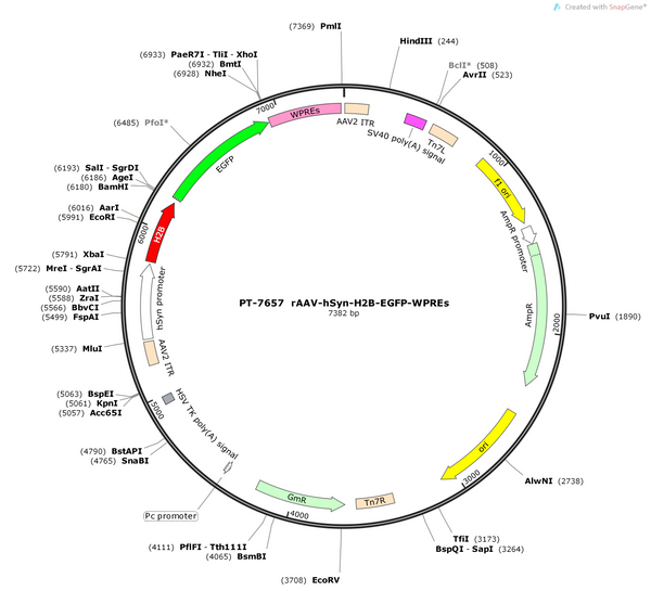 AAV- hSyn-H2B-EGFP-WPRE-hGH pA
