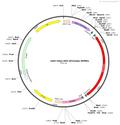 AAV-hsyn-DIO-tdtomato-WPRE-hGH polyA