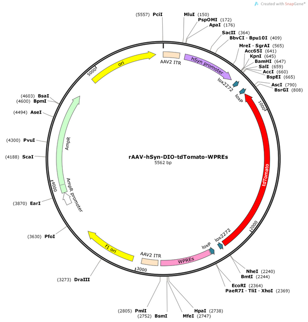 AAV-hsyn-DIO-tdtomato-WPRE-hGH polyA
