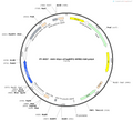 AAV-hsyn-mtagBFP2-WPRE-hGH polyA