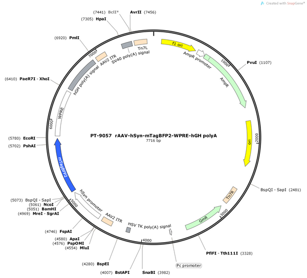 AAV-hsyn-mtagBFP2-WPRE-hGH polyA