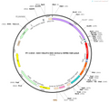 AAV-vglut2-DIO-mCherry-wpre-pA