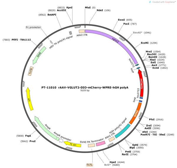 AAV-vglut2-DIO-mCherry-wpre-pA