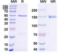 SDS-PAGE for Anti-FMC63 scFv Monoclonal Antibody (SAA2162)