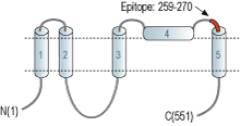 Anti-Bestrophin-1 (extracellular) Antibody
