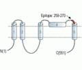 Bestrophin-1 (extracellular) Blocking Peptide