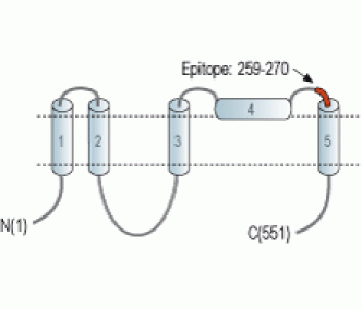 Bestrophin-1 (extracellular) Blocking Peptide