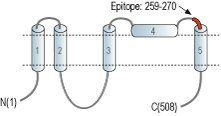 Anti-Bestrophin-2 (extracellular) Antibody