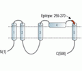 Bestrophin-2 (extracellular) Blocking Peptide