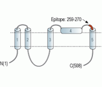Bestrophin-2 (extracellular) Blocking Peptide