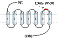 Anti-Bombesin Receptor 2 (GRPR) (extracellular) Antibody
