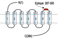 Anti-Bombesin Receptor 2 (GRPR) (extracellular) Antibody