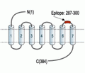 Bombesin Receptor 2/GRPR (extracellular) Blocking Peptide