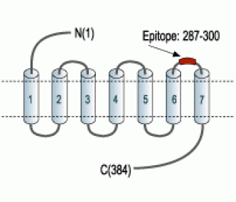 Bombesin Receptor 2/GRPR (extracellular) Blocking Peptide