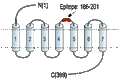 Anti-Bombesin Receptor 3 (extracellular) Antibody