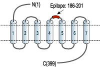 Anti-Bombesin Receptor 3 (extracellular) Antibody