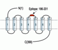 Bombesin Receptor 3 (extracellular) Blocking Peptide