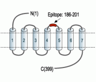 Bombesin Receptor 3 (extracellular) Blocking Peptide