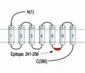Bombesin Receptor 1/NMBR Blocking Peptide