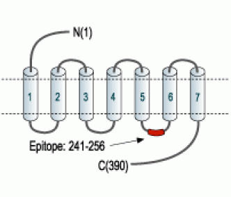 Bombesin Receptor 1/NMBR Blocking Peptide