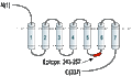 Anti-B1 Bradykinin Receptor (BDKRB1) Antibody