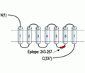 B1 Bradykinin Receptor/BDKRB1 Blocking Peptide