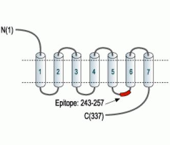 B1 Bradykinin Receptor/BDKRB1 Blocking Peptide