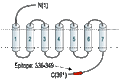 Anti-B2 Bradykinin Receptor (BDKRB2) Antibody