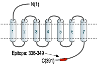 Anti-B2 Bradykinin Receptor (BDKRB2) Antibody