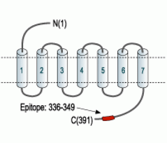 B2 Bradykinin Receptor/BDKRB2 Blocking Peptide