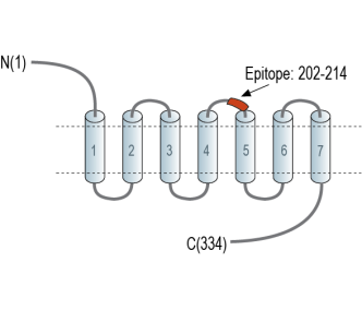 B1 Bradykinin Receptor (BDKRB1) (extracellular) Blocking Peptide