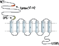 Anti-BAI1 (extracellular) Antibody