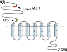 Anti-BAI1 (extracellular) Antibody