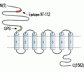 BAI1 (extracellular) Blocking Peptide