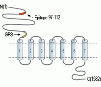 BAI1 (extracellular) Blocking Peptide