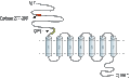 Anti-BAI2 (extracellular) Antibody