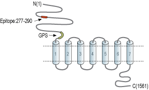 Anti-BAI2 (extracellular) Antibody