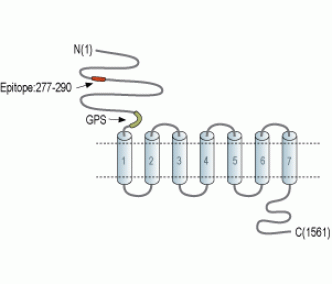 BAI2 (extracellular) Blocking Peptide