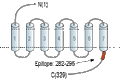 Anti-TGR5 (GPBAR1) Antibody