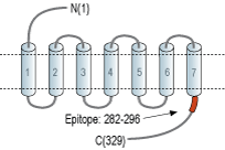 Anti-TGR5 (GPBAR1) Antibody
