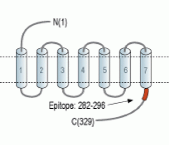 TGR5/GPBAR1 Blocking Peptide