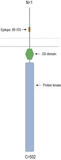Anti-ACVRL1 (extracellular) Antibody