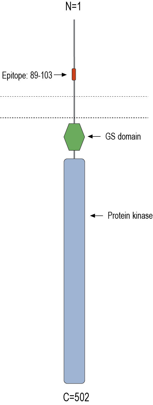 Anti-ACVRL1 (extracellular) Antibody