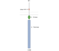 ACVRL1 (extracellular) Blocking Peptide