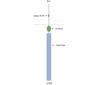 ACVRL1 (extracellular) Blocking Peptide